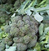 180 Seeds Broccoli Waltham Heirloom Seeds Swift Setup Instant Gardens - £6.59 GBP