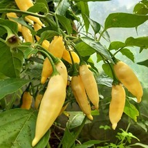 Rare Aji Lemon Hot Pepper Seeds x5 - Intense Citrus Heat for Homegrown Salsa, Th - £5.50 GBP