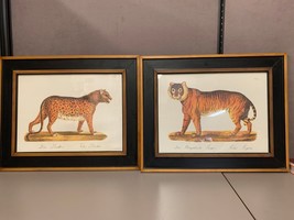 Two Framed Late 20th Century Framed Safari Prints - A Pair Bengal Tiger Panther - £58.42 GBP