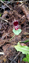 Corybas Umbrosus Miniature Terrestrial Orchid Tuber Helmet Orchid - $17.85