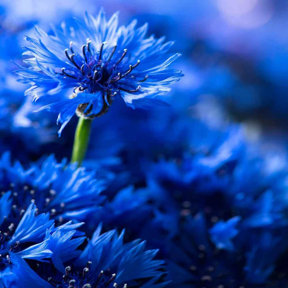 Tall Blue Cornflower Seeds - $8.60