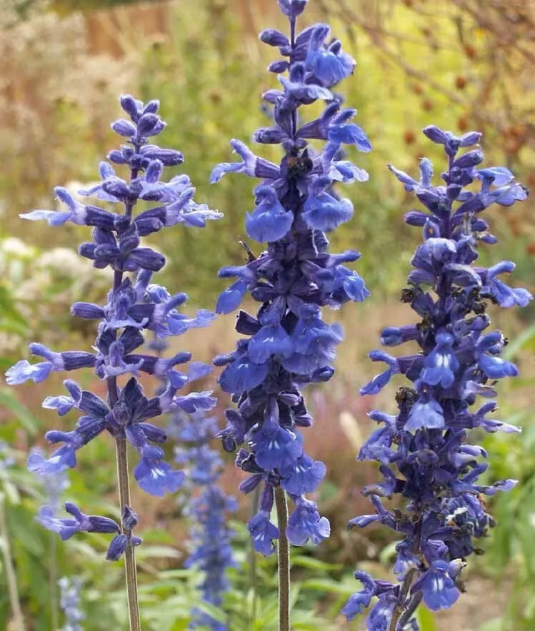 PSStore 300 Seeds Sage Blue Salvia Perennial Hummingbirds Butterflies US Non-Gmo - £7.29 GBP