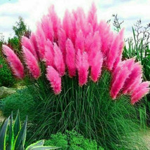  200 SEEDS Pink Pampas Grass Perennial Flowering Garden Plant - £3.44 GBP