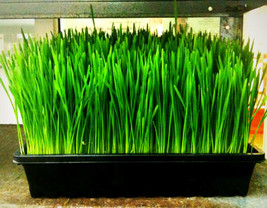 Wheat Wheatgrass Catgrass Cat Grass 1 2 Lb Seeds Garden USA Seller - £19.48 GBP