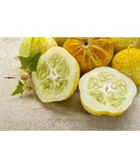 LKS 100 Lemon Cucumber Seeds Exotic Heirloom Vegetable Home Garden - €18,64 EUR