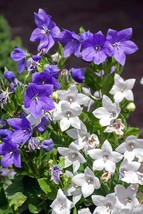 40 Platycodon Blue And White Balloon Seeds Flower Mix Perennial - £14.04 GBP
