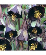 25 Of CHOCOLATE SOLDIER  AQUILEGIA CHOCOLATE AND GREEN BI-COLOR - PERENNIAL - £7.85 GBP