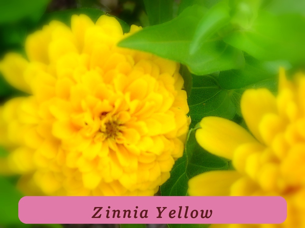 Strong Plant 145 Seeds Zinnia Canary Yellow Flower Usa - $2.48