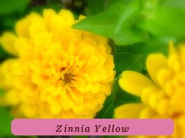 7558 zinnia yellow pop thumb200