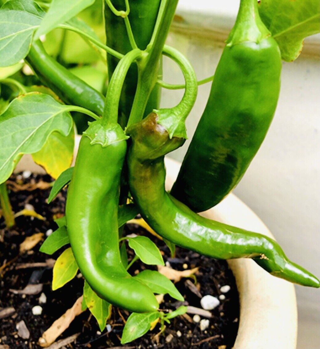 Guajillo Chili Pepper Seeds Fresh Harvest New Fresh  - $3.98