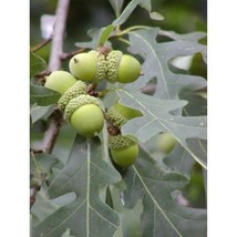 White oak (Quercus alba) 2 year old plant, well rooted , 12-18 inches #MVK02 - $52.17