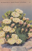 Prickly Pear Full Bloom Desert Flower Postcard B20 - $2.99