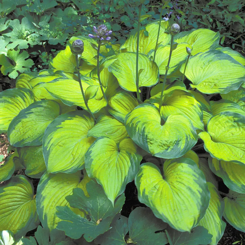 Hosta OLD GLORY small award winner disease-free 2.5&quot; pot Live Potted Plant - $13.88