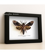 Deaths Head Moth Acherontia Lachesis XL Taxidermy Framed Entomology Shad... - $89.99