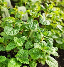 Organic Live Plant Mojito Mint, Mentha x villosa Perennial Culinary Herb - $10.99