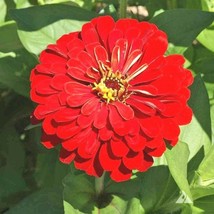 USA Seller 300 Red Zinnia Seeds Summer Fall Flower Container Cherry Queen - £11.77 GBP