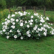 Moonflower Bush 15 Seeds Gardening Easy Grow USA SHIPPING - $10.97