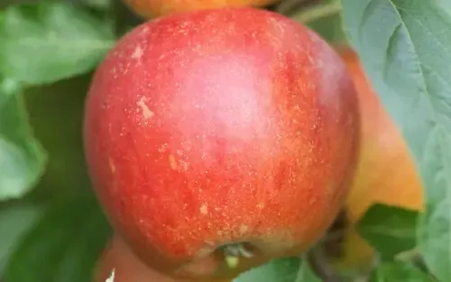 25 Queen Cox Apple Seeds for Garden Planting - $8.43