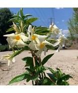 Mandevilla Sun Parasol Apricot Live Plant 2Ft Tall In 6 Pot New Fresh US... - $114.33 CAD