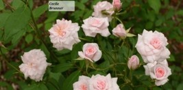 Cecile Brunner Climbing Rose 3-4&quot; Live Starter Plant - £11.90 GBP