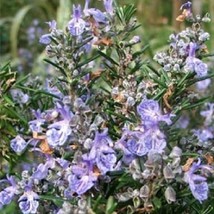 Fast Ship USA Seller 100 Seeds Rosemary Seeds Herb Seeds - £13.92 GBP