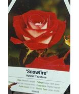 Snowfire Hybrid Tea Rose 1 gal Red White Bush Plants Shrub Plant Fine Roses - £86.91 GBP