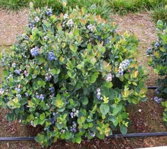 Top Hat Dwarf Blueberry - Starter Plant 1 live plant - $19.88