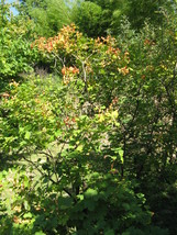 American Cranberry Bush 150 Seeds for Planting | Viburnum Opulus var. Am... - $17.00