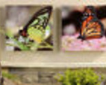 Butterfly Canvas Prints Set of 2 Framed Indoor Outdoor Sun Protected 12&quot;... - £25.62 GBP
