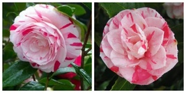 La Peppermint, Bicolor Bloom, Camellia Japonica, Live Starter Plant - $778.12 MXN