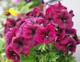 BELLFARM Dark Red Purplish Semidouble Geranium Light Seeds - $12.31