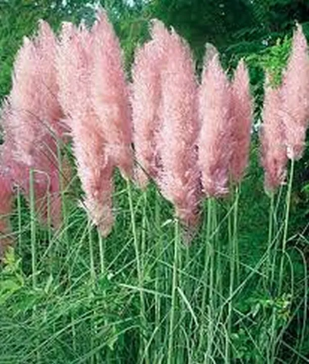 100 Seeds Pampas Grass Pink Seller US - $9.73
