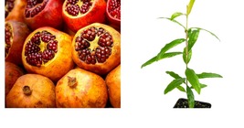 Punica granatum -Sirenevyi Pomegranate -  Live Plant - Garden - £33.56 GBP