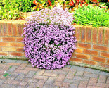 500 Seeds Pink Rock Soapwort Seeds Perennial Groundcover Trailing Contai... - $8.99