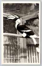 Rhinoceros Hornbill At Catalina Island Bird Park RPPC Postcard W22 - £6.35 GBP