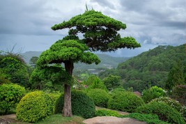 Himalayan cedar -20 Heirloom Seeds -Cedrus deodara   - £3.97 GBP