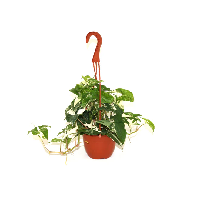 MBK Syngonium Podophyllum Albo Variegatum Marble 6&quot; Hanging Basket From USA - $133.98