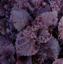 SGHOST Black Prince Coleus Seeds Fast Growing Perennial 30 Seeds Ts USA Seller - £6.47 GBP