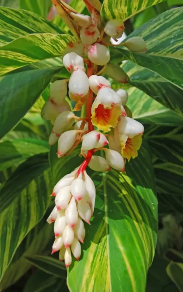 Variegated Shell Ginger Small Rooted Starter Plant Alpinia Zerumbet Vari... - £28.22 GBP