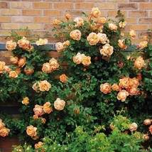BS 10 Climbing Light Orange Rose Seeds Flower Bh Perennial Shrub Flowers... - $9.80