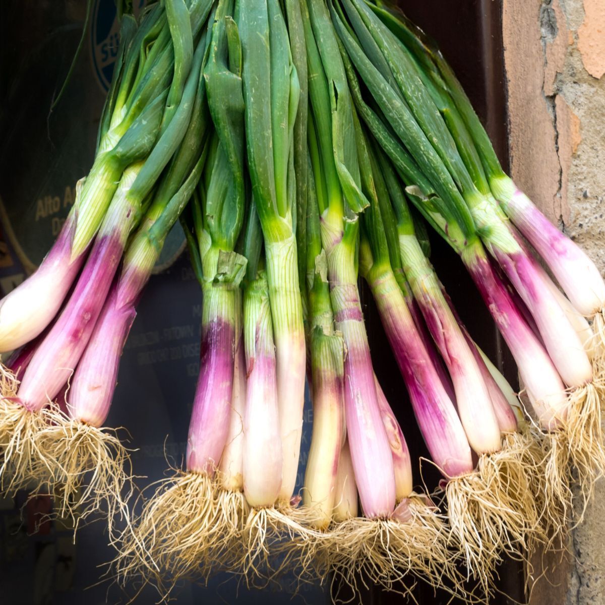 100 Red Welsh Bunching Onion Seeds Non-GMO – Cool-Weather Perennial - $6.38