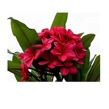 Red Plumeria Frangipani Plant Cutting Hawaii Cx8 - £20.83 GBP