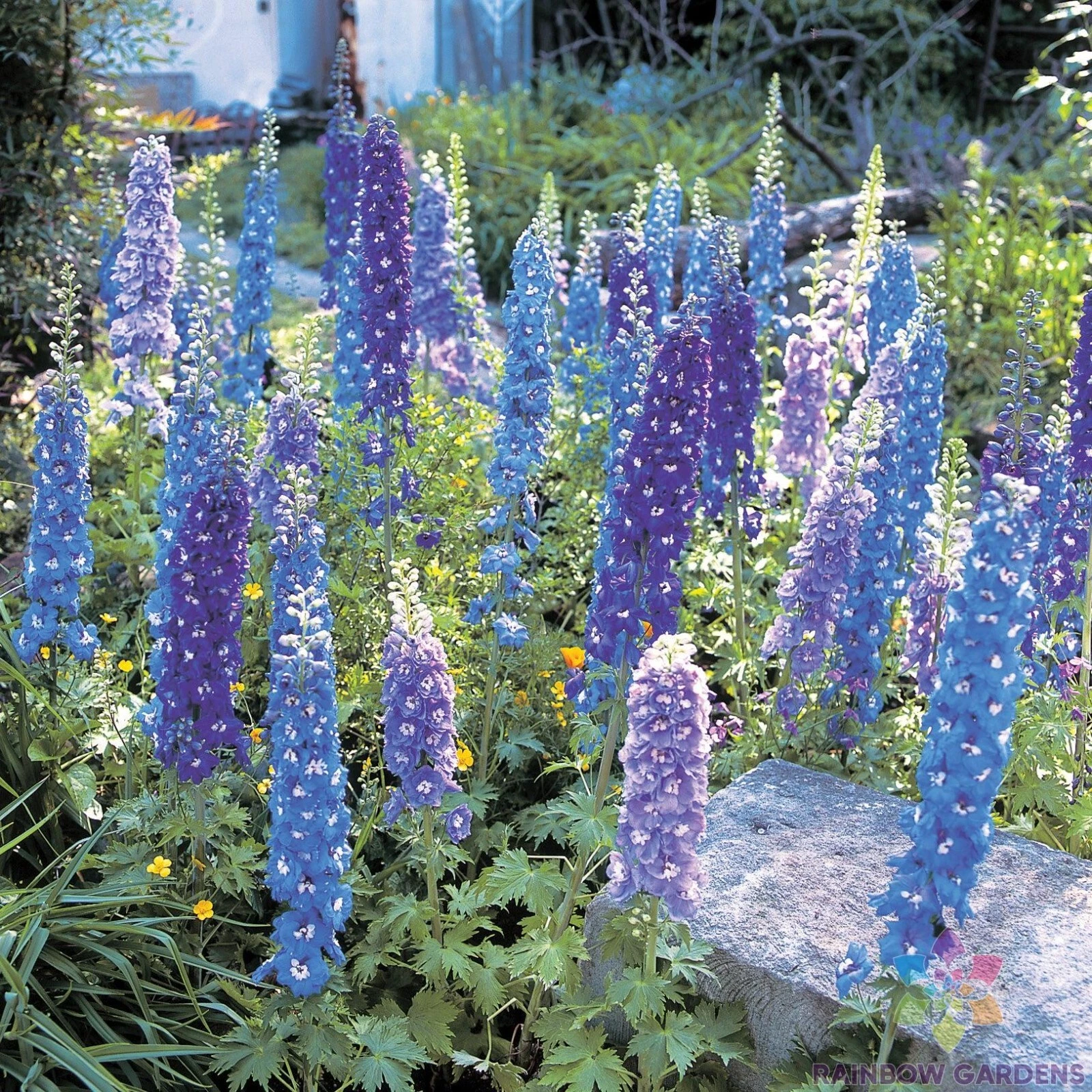 200 Blue Mix Delphinium Seeds New Fast Shipping - $10.96