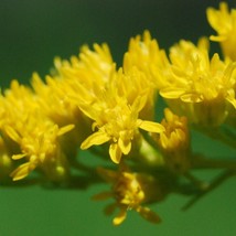 Solidago Riddellii Riddells Goldenrod Seed New Fresh Seeds - $10.48