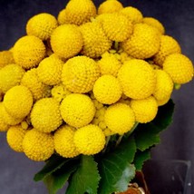 20 Yellow Billy Buttons Wollyheads Craspedia Globosa Flower Seeds Fresh Seeds - $14.90