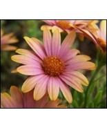 25 Salmon African Daisy Dimorphotheca Sinuata Apricot Bulk Seeds - $11.75