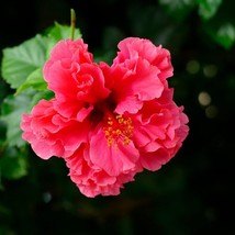 2 Kona Hibiscus Live Plants in 2.5-inch Nursery Cubes Pink Double-Blosso... - $36.99