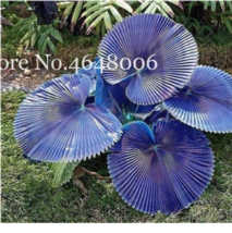 100  pcs/Bag Purple Travelers Palm Flores Bonsai, Ravenala Madagascarien... - $6.99