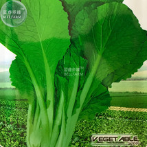 5 Packs 2000 Seeds/Pack Green Chinese Vegetables Fast Growing Little Cabbage Bok - £14.88 GBP