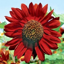 USA SELLER 50 Velvet Queen Sunflower Seeds Annual Wildflower Summer Fall Cut Flo - £13.60 GBP